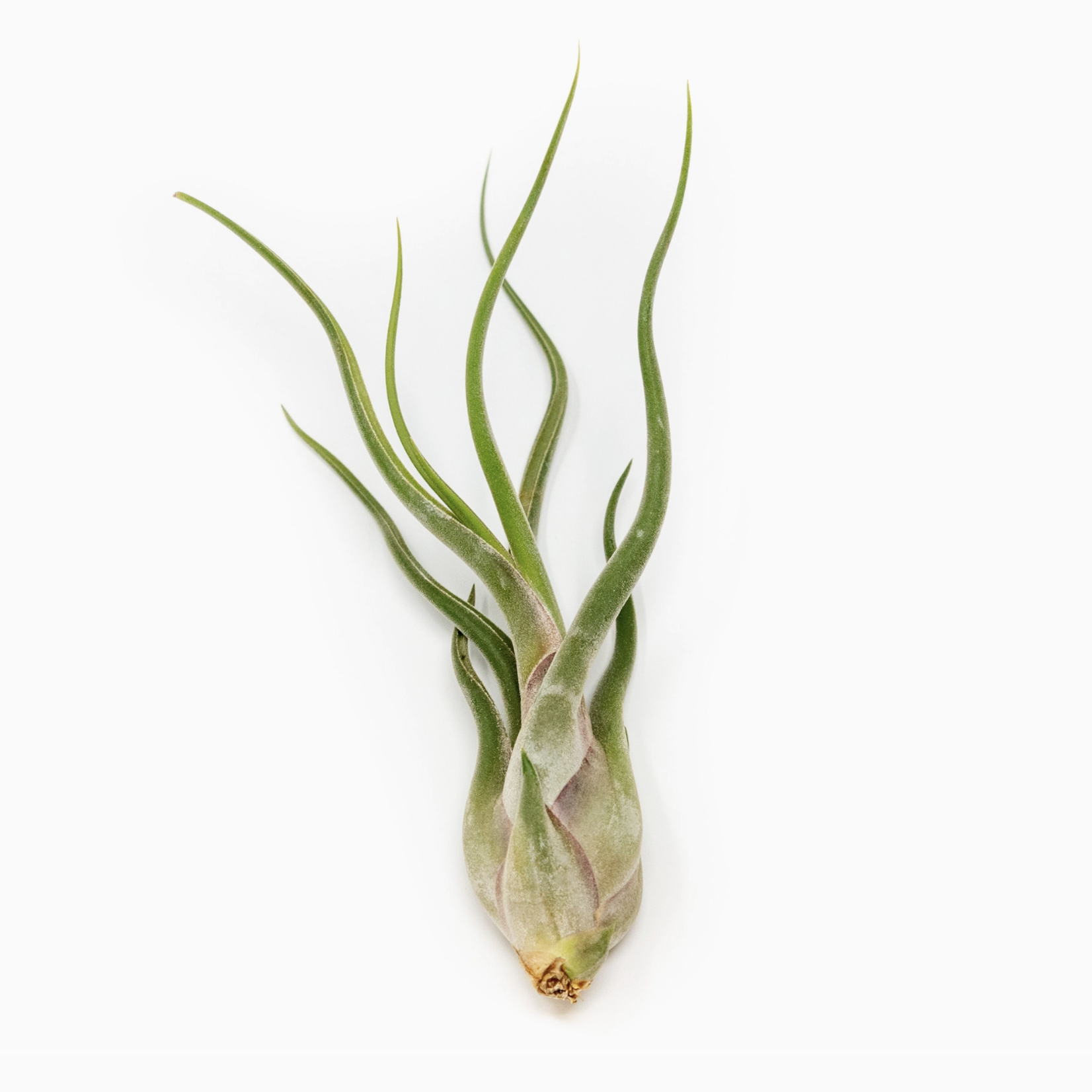 Large Tillandsia Caput Medusae | Air Plant