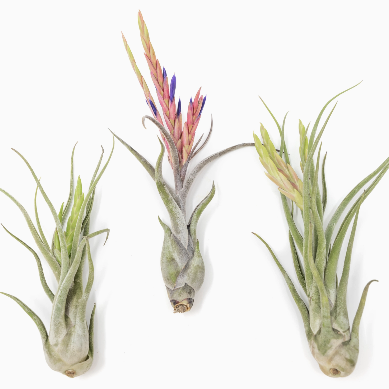 Large Tillandsia Caput Medusae | Air Plant