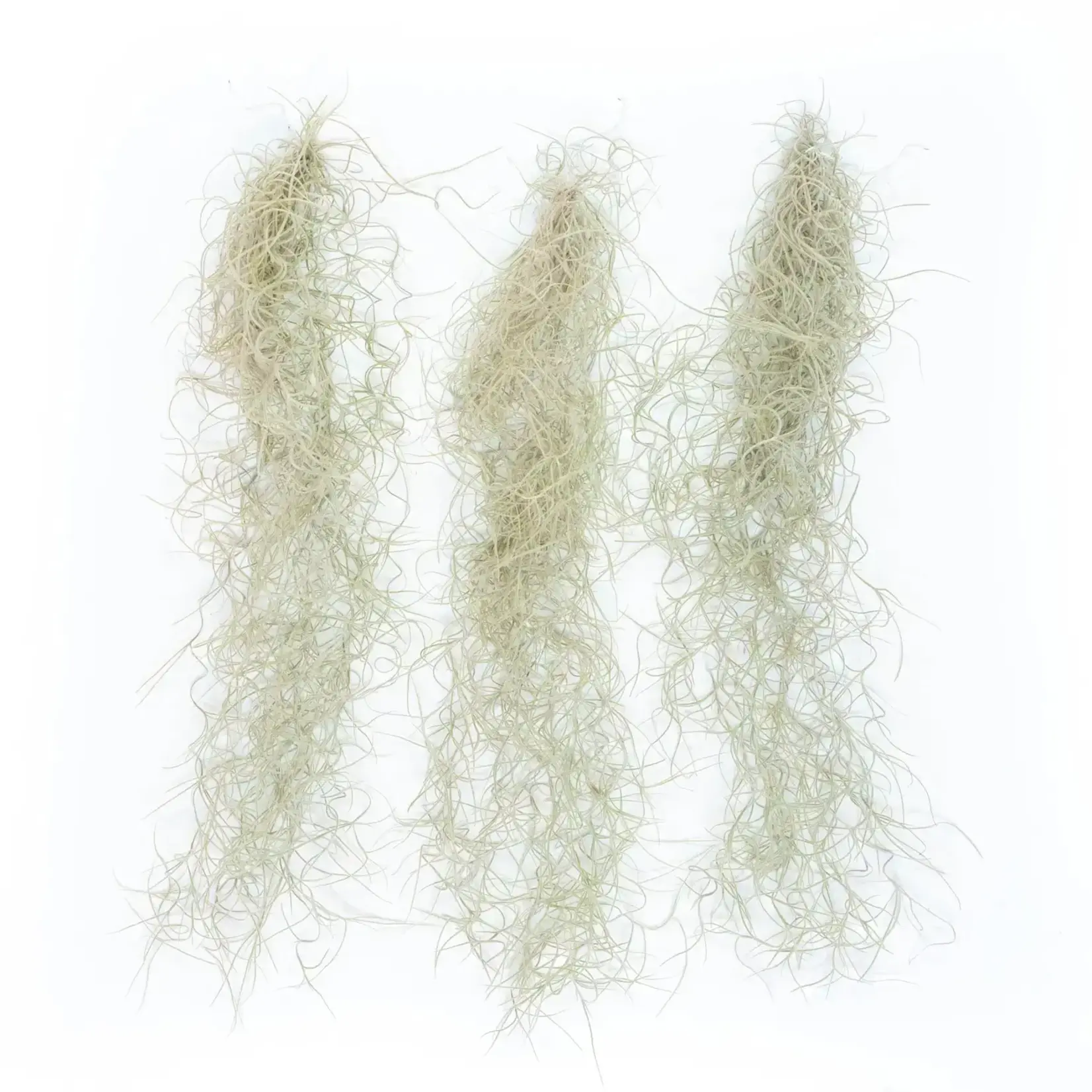 *Tillandsia Usneoides | Spanish Moss