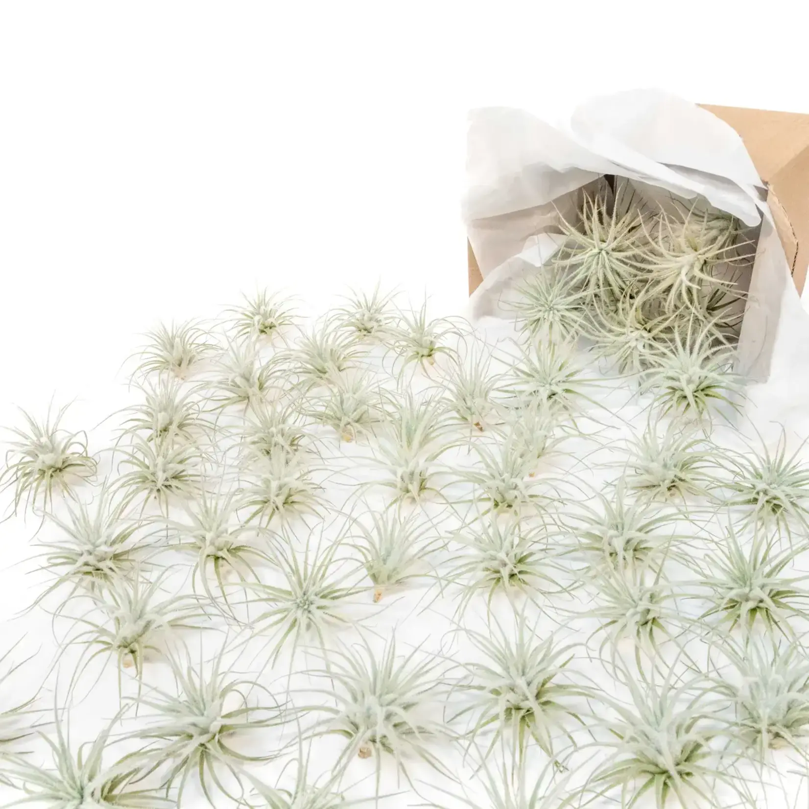 Small Tillandsia Tectorum Ecuador | Air Plant