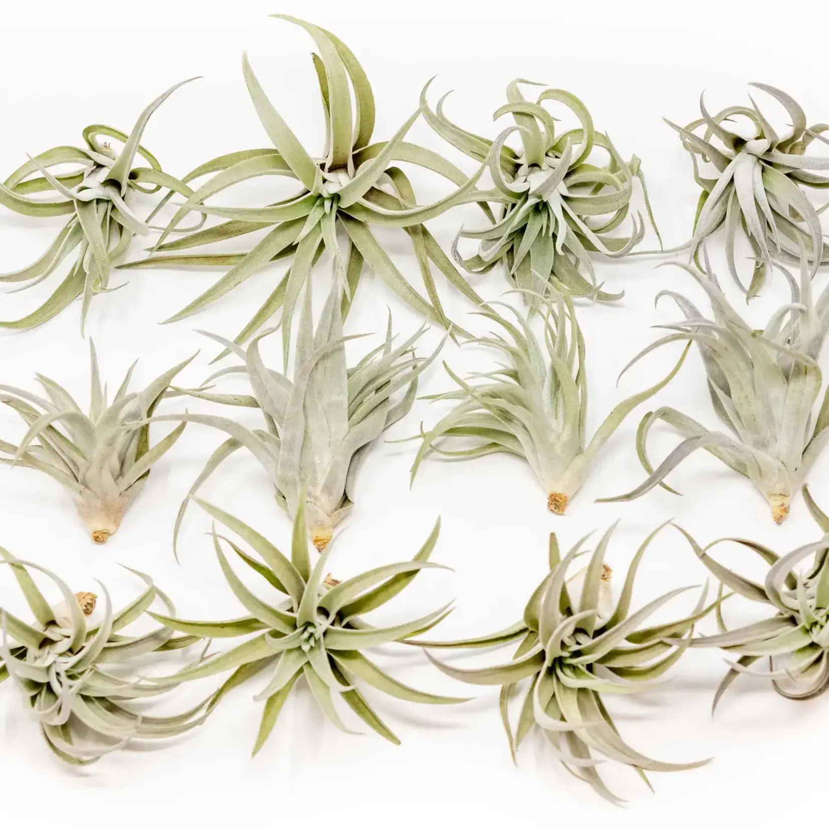 Tillandsia Harrisii | Air Plant