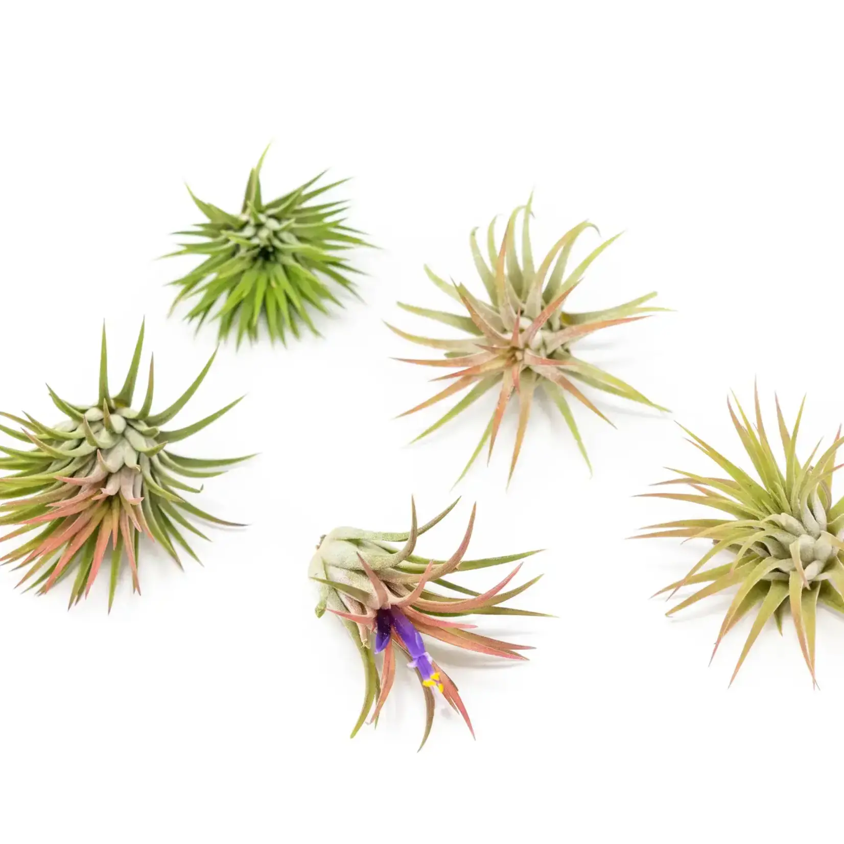 Tillandsia Ionantha Mexico | Air Plants