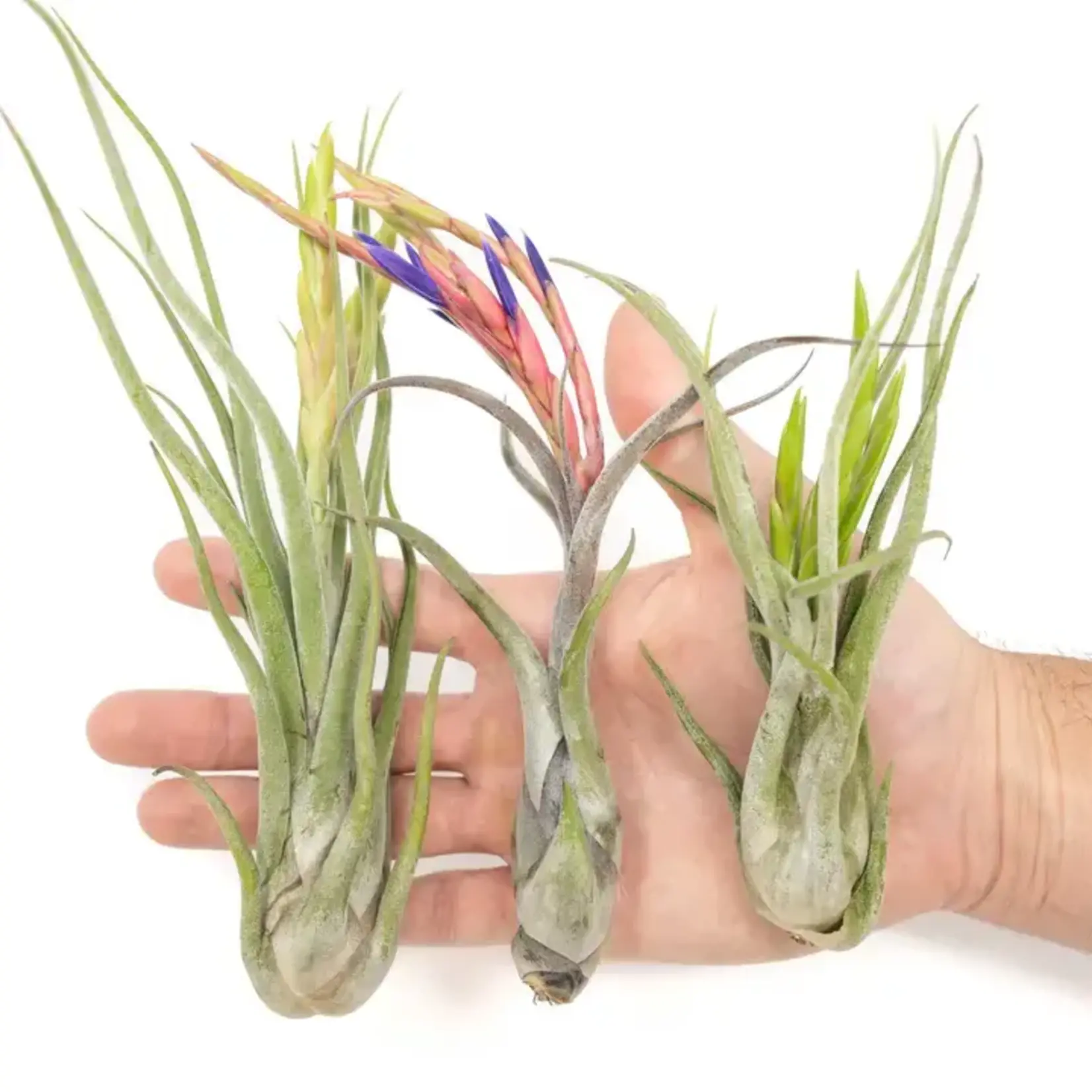 Large Tillandsia Caput Medusae | Air Plant