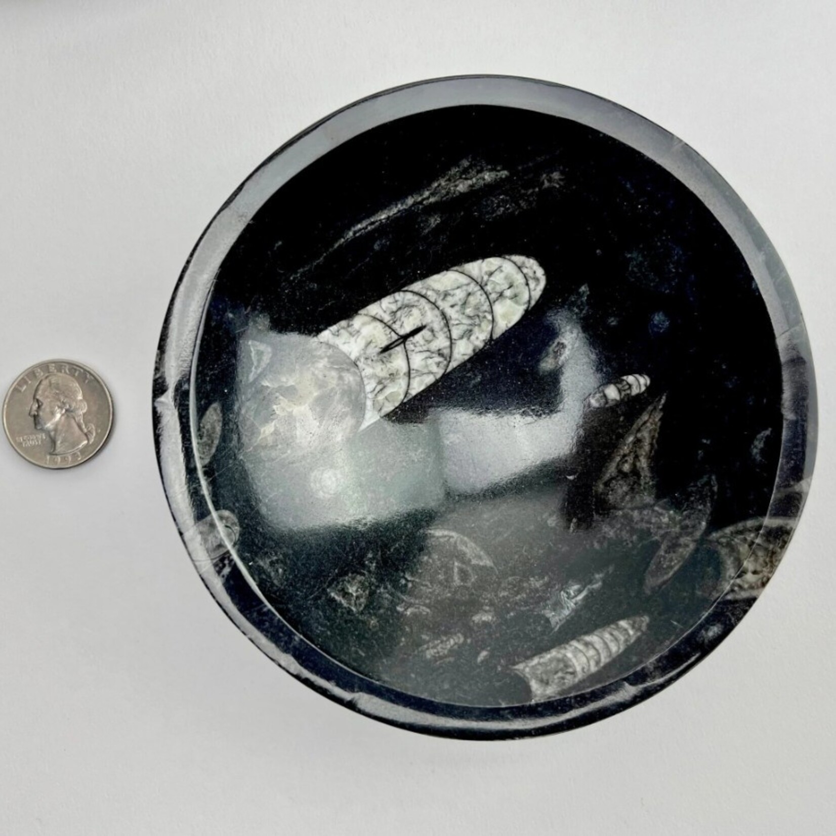 Morocco Minerals Orthoceras Fossil Bowl | Morocco | 120mm