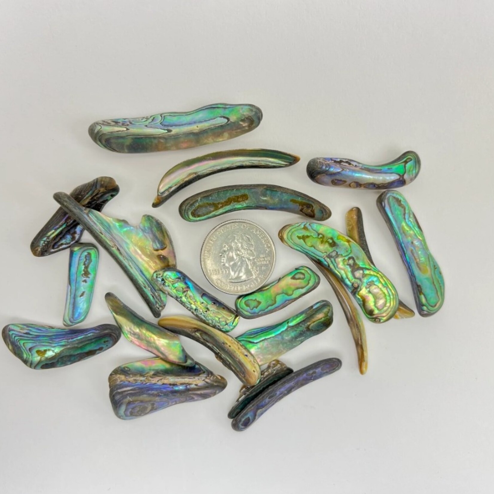 Abalone Rims | 25-50mm | New Zealand
