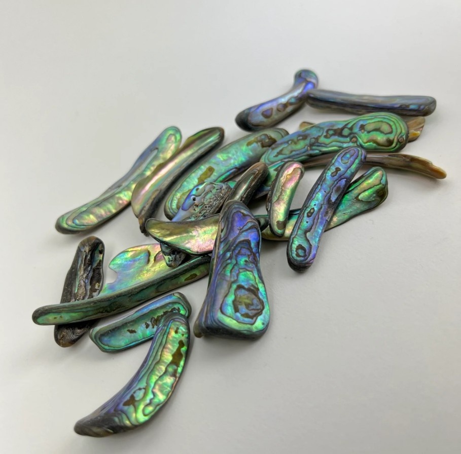 Abalone Shell Rim Abalone Rims | 25-50mm | New Zealand - Desert Rose