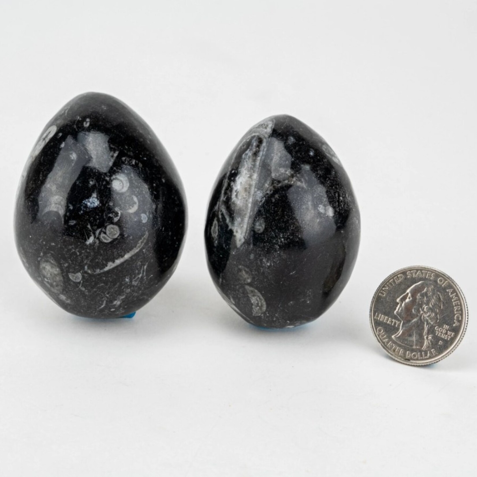 Orthoceras Fossil Egg | Morocco | 50-60mm