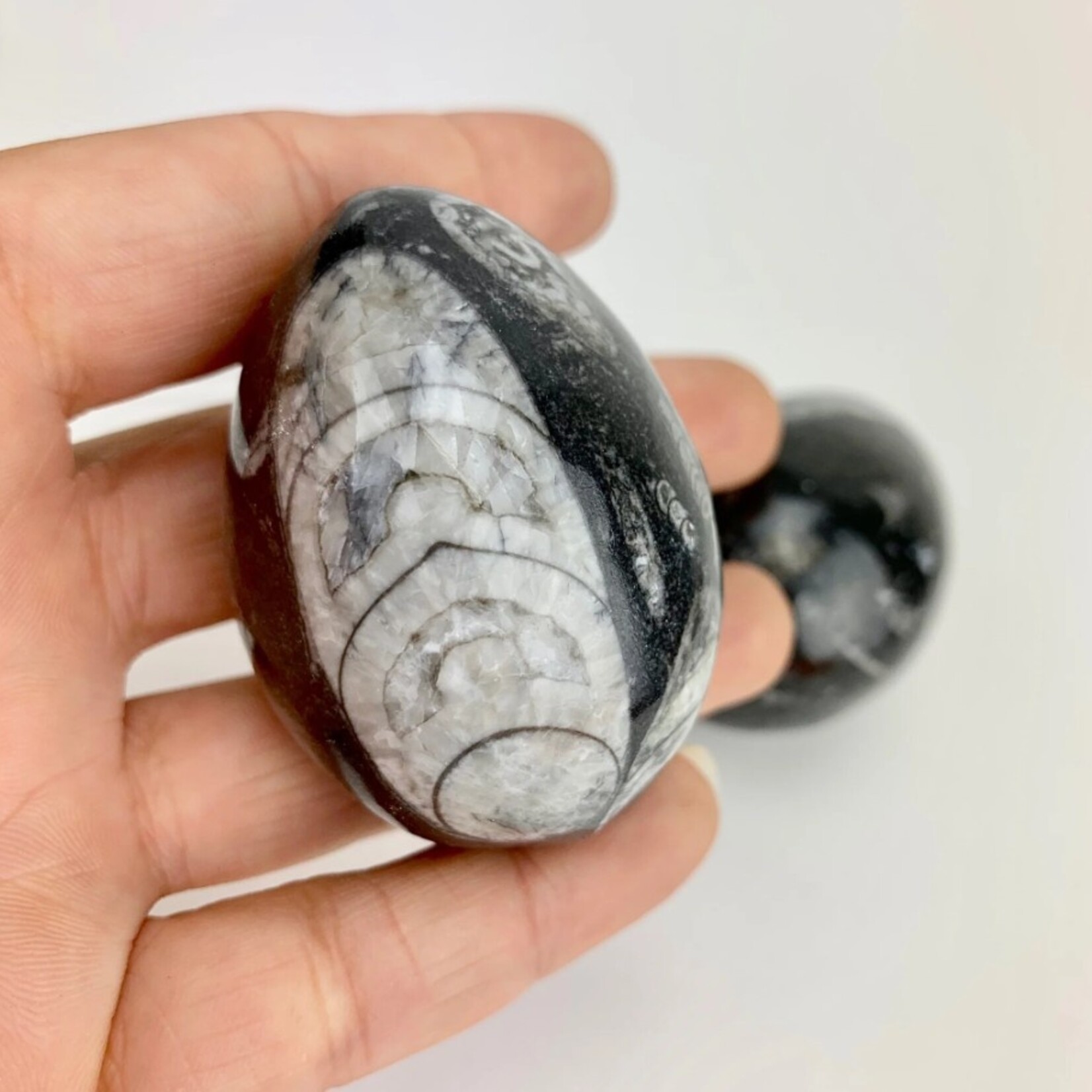 Orthoceras Fossil Egg | Morocco | 50-60mm