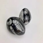 Orthoceras Fossil Egg | Morocco | 50-60mm