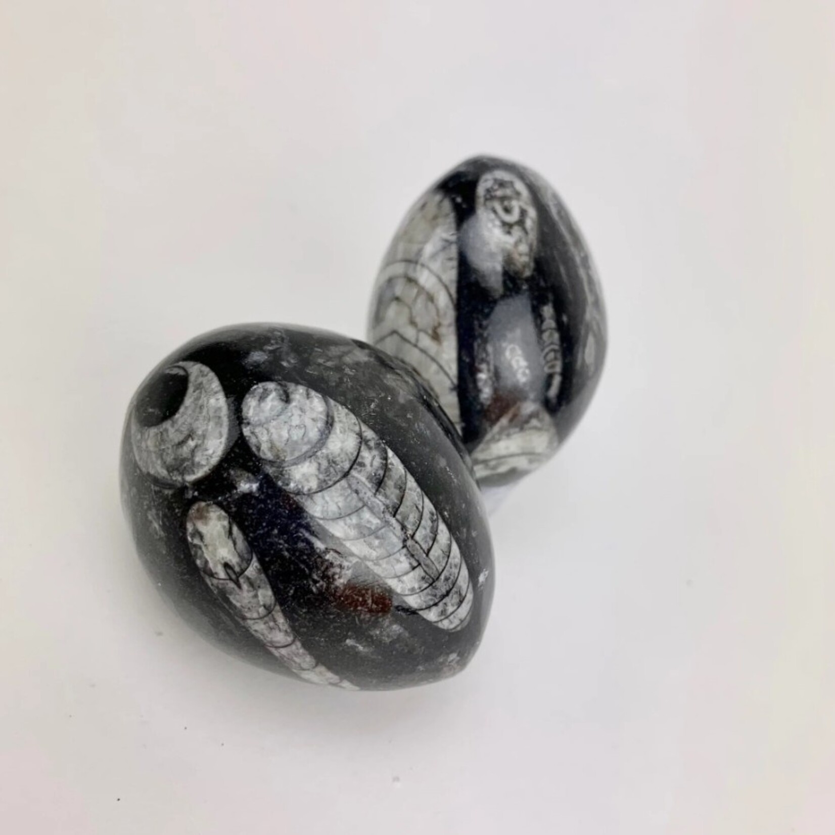 Orthoceras Fossil Egg | Morocco | 50-60mm