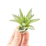 Mini Tillandsia Velutina | Air Plant
