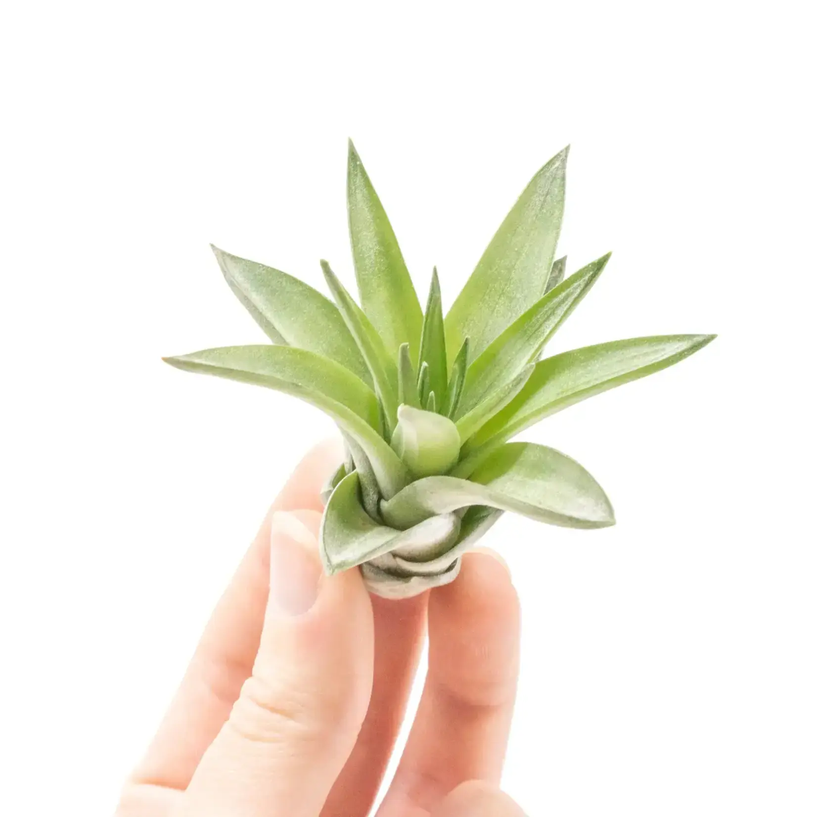 Mini Tillandsia Velutina | Air Plant