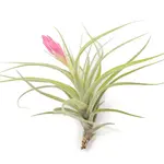 Tillandsia Stricta | Air Plant