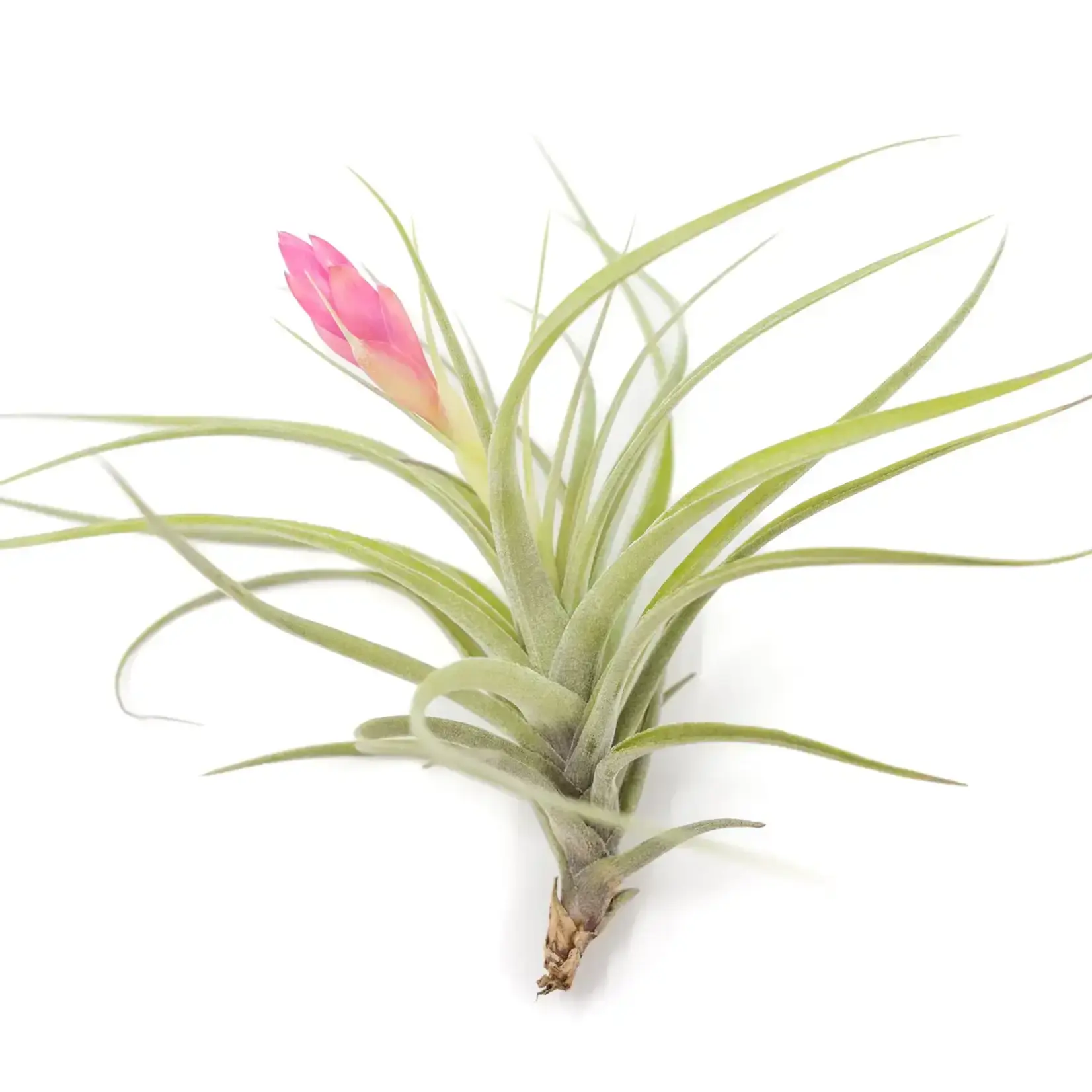 Tillandsia Stricta | Air Plant