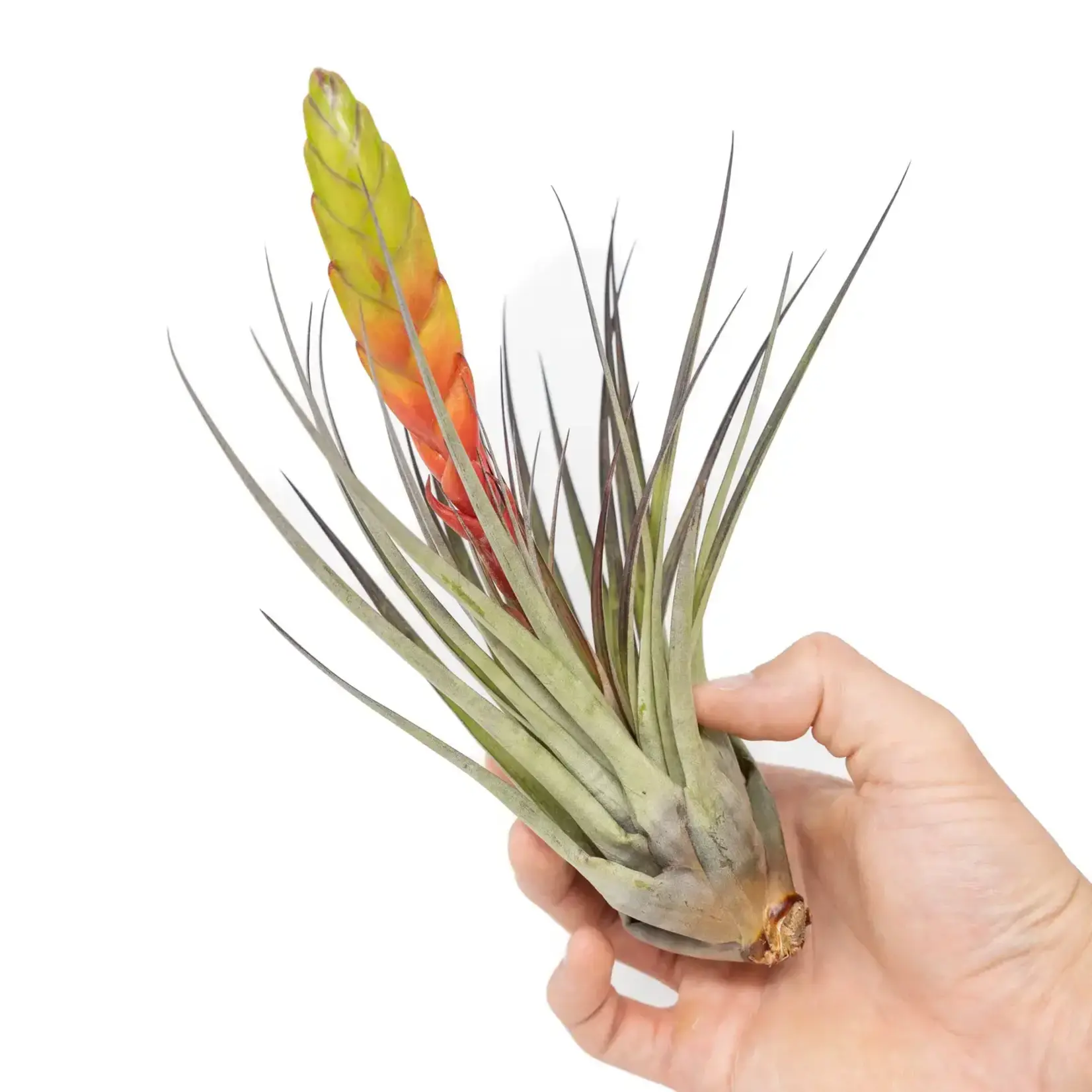 Tillandsia Fasciculata | Air Plant