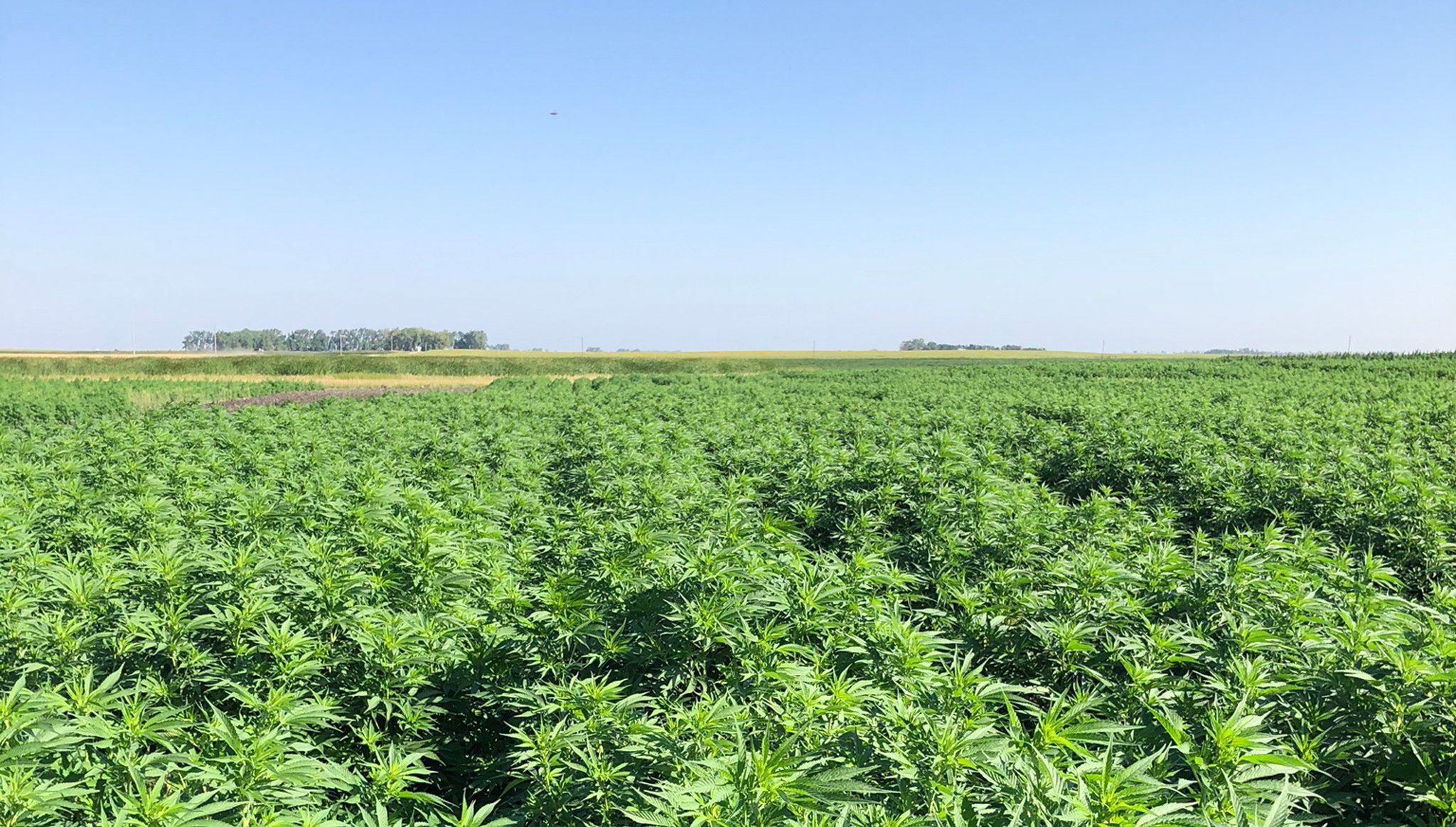 Country Sunshine's field of green hemp in North Eastern North Dakota