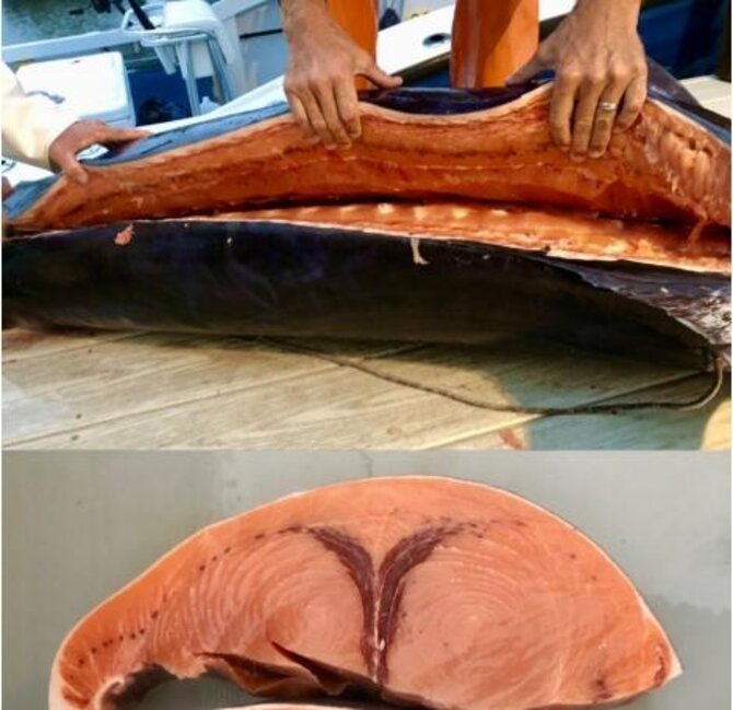 Fishing Reports Pumpkin Swordfish RJ Boyle