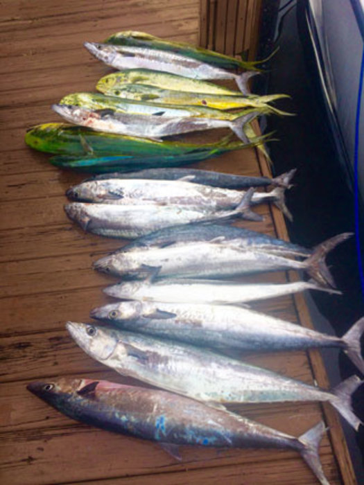 Kingfish, Dolphin, and Sailfish this Weekend.