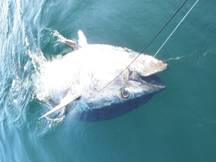 Wife Catches Giant Tuna