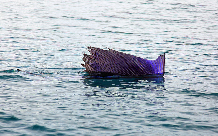 Sailfish Everywhere!!!!