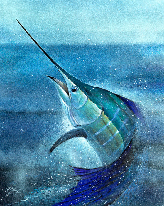 Summer Sailfish