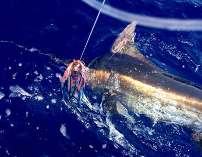 Blue Marlin Offshore