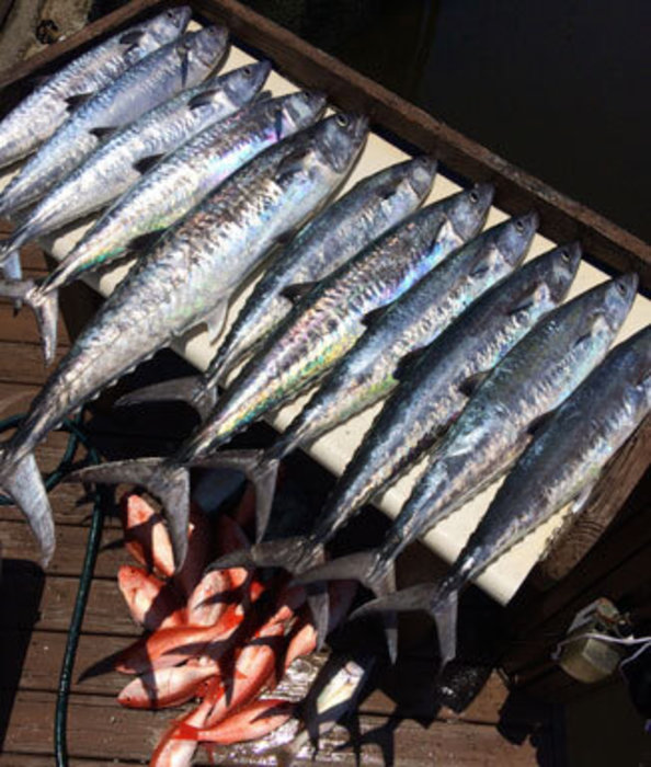 Kingfish and snappers