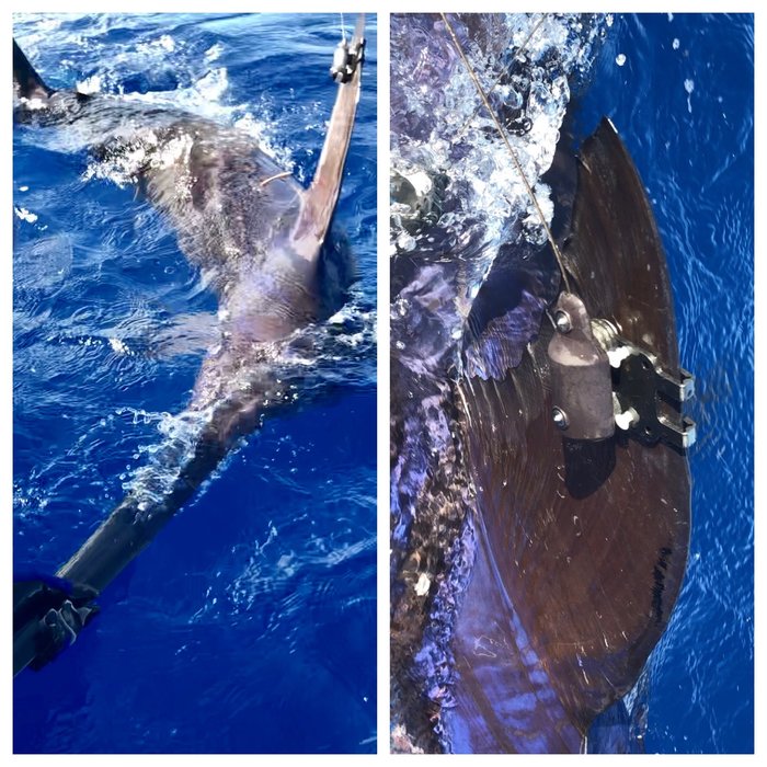 We are Tagging Swordfish This Week!