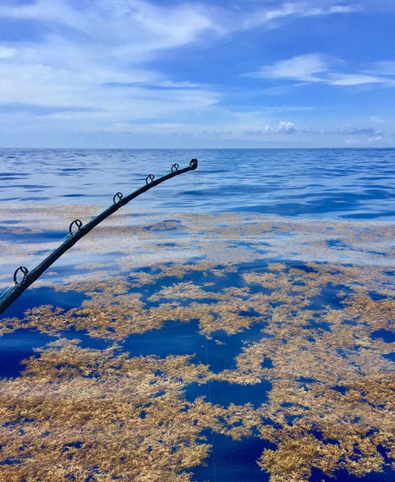 Seaweed Patches