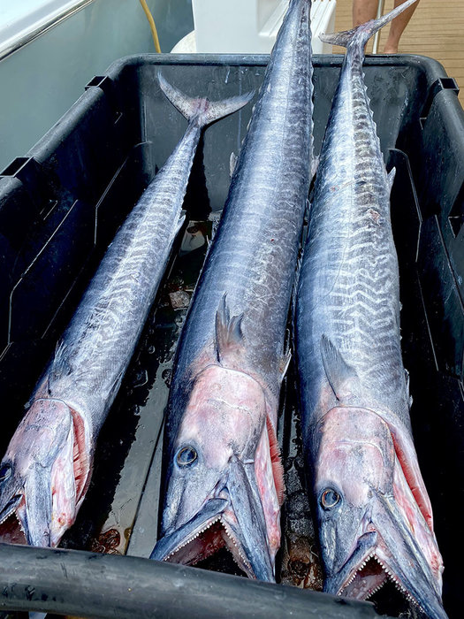 Great Wahoo Fishing Continues Here but Bahamas is Slow.