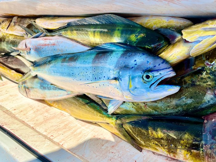 Lots of Mahi Mahi Close to Home!