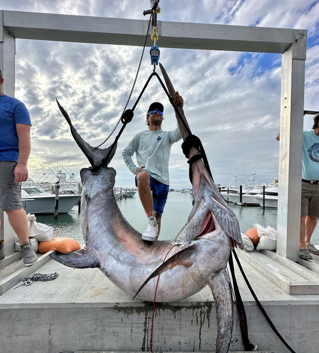 Giant Swords Caught This Week!