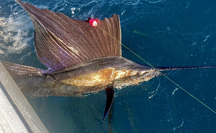 Epic Sailfish Bite This Week Off Hillsboro!