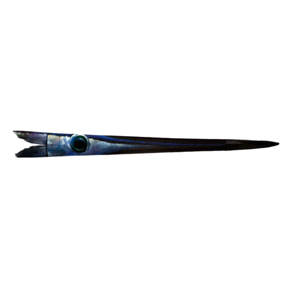 Custom Swordfish Bill - Unframed