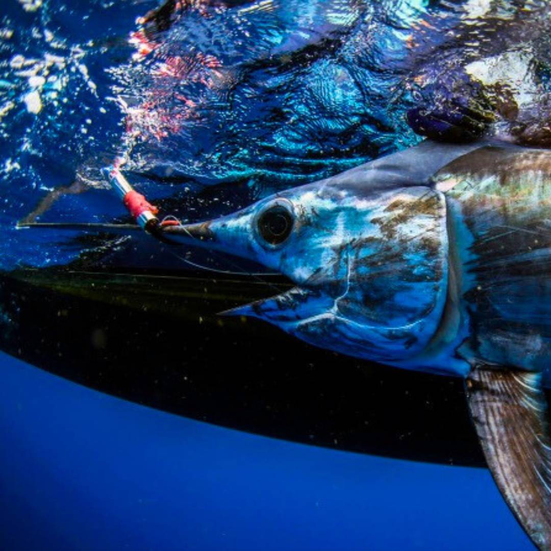 LED Fishing Light Underwater Deep Drop Lights Waterproof Diamond Tubular  Underwater Fishing Lure Light Attractants for Tuna Swordfish, 10 Pack