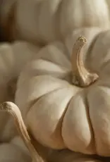 Pura White Pumpkin Smart Vial