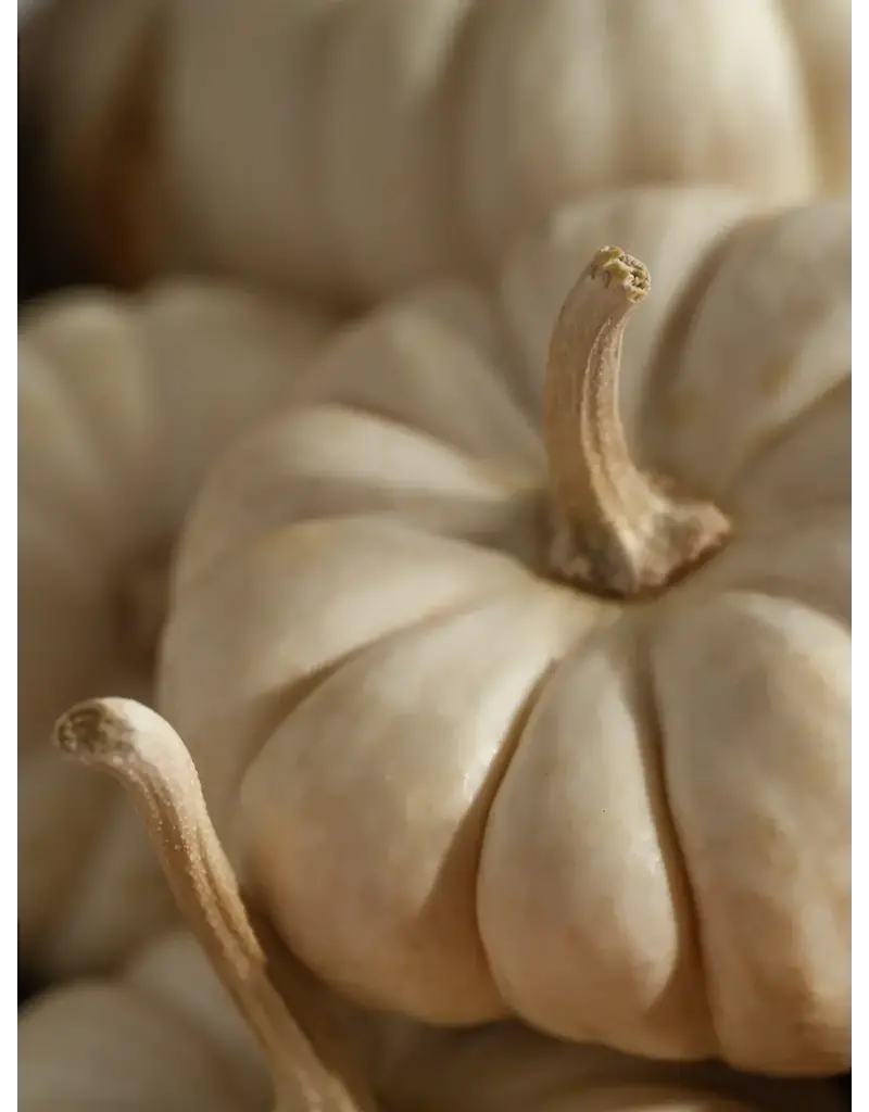 Pura White Pumpkin Smart Vial