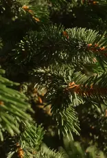 Pura Paddywax Cypress & Fir Smart Vial