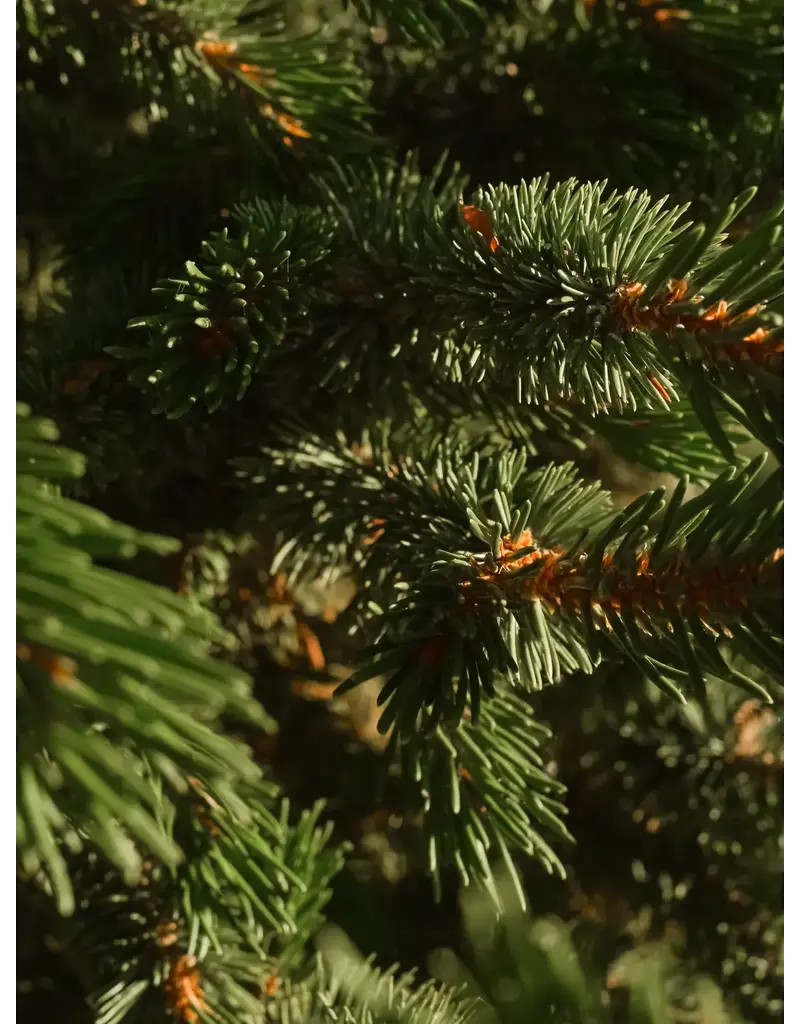 Pura Paddywax Cypress & Fir Smart Vial