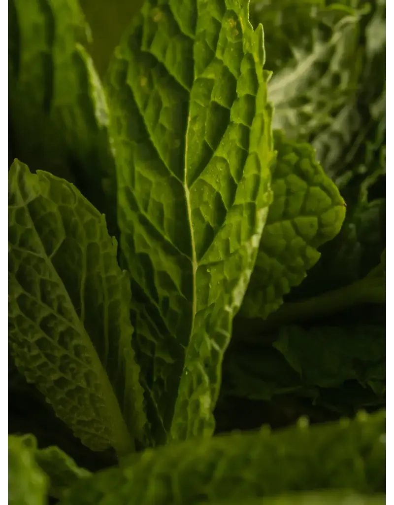 Pura Pura Smart Vial Chamomile Mint