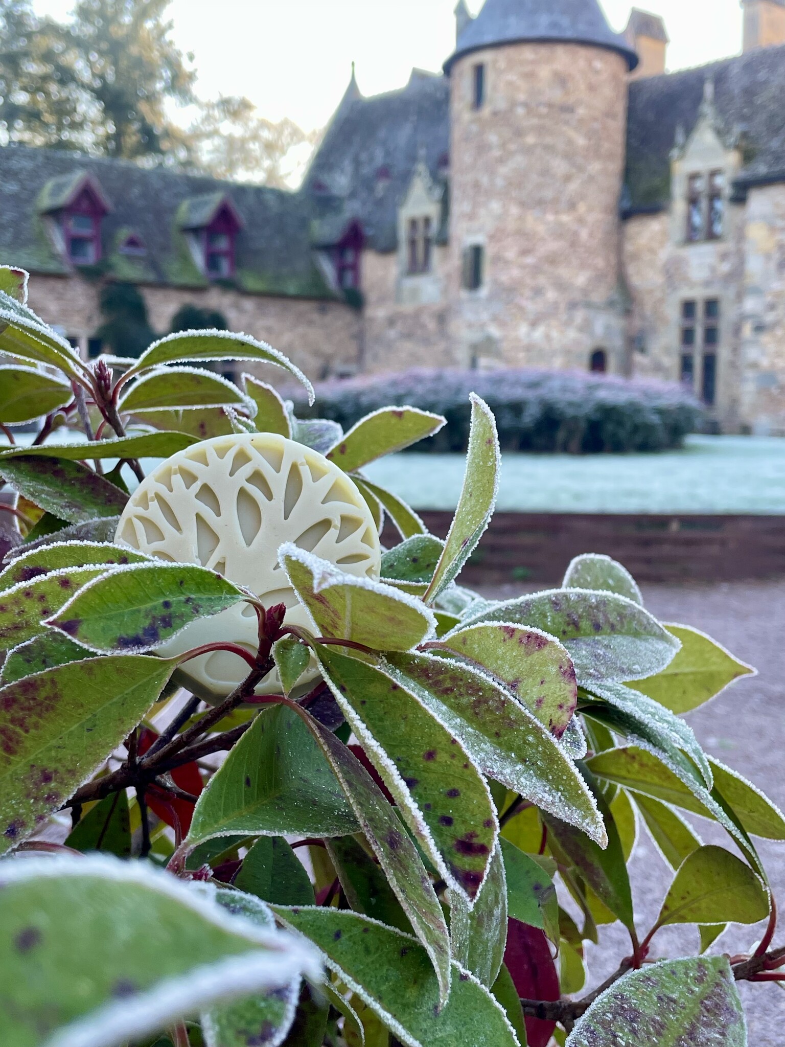 HSCo Glow & Shine Bar Soap - Fresh Mint