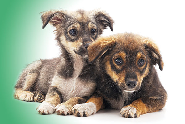 No-Kill Shelters & Animal Rescue Groups