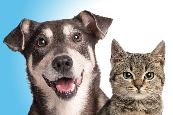 Spay & Neuter Financial Assistance Programs