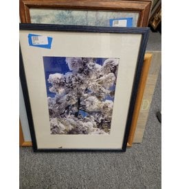 Snow Covered Tree - WF209