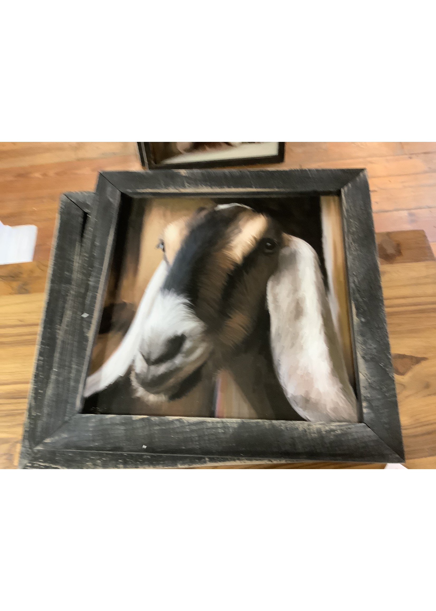 Dwarf Goat - Large/Black 11.5x11.5