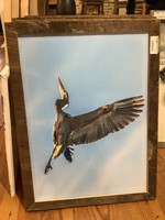 Old Wood Delaware OW Canvas Flying Blue Heron 26x20 Framed
