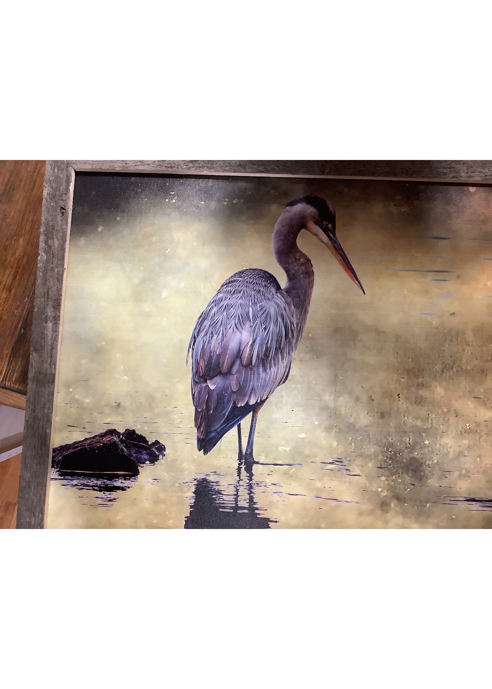 Old Wood Delaware OW Canvas Art - Blue Heron Standing in Water 26x20  Framed