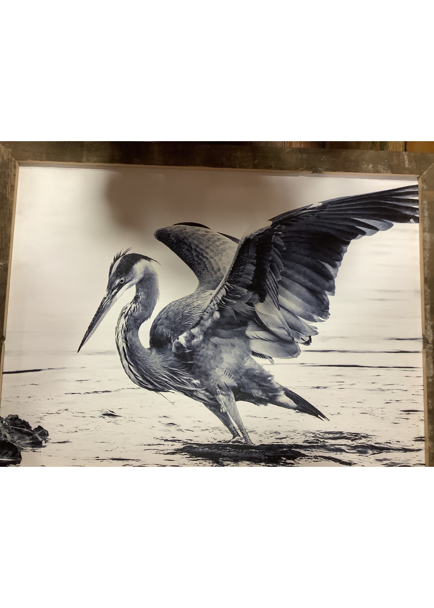 Old Wood Delaware OW Canvas Art - Blue Heron Raised Wings 26x20 Framed