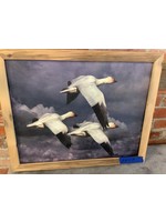 Old Wood Delaware OW Framed Canvas Art - 3 Geese Flying in Front of Dark Clouds 22x18