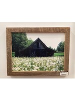 Old Wood Delaware OW Canvas Art - Barn w/ White Flowers 17"x13"